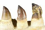 Fossil Mosasaur (Thalassotitan) Jaw Section with Teeth - Morocco #368246-1